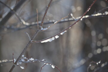 a tree branch covered with ice