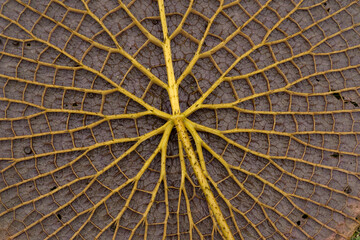 Giant amazon water lily leaf underside. Closeup view of Victoria cruziana, also known as Irupe, leaf underside thorny petiole and veins. Natural texture and pattern. 
