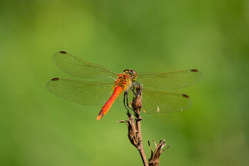 A spotted darter dragonfly resting on a plant