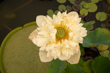 Floral. Closeup view of Xin Jin Xia lotus flower of white petals blooming in the pond. 