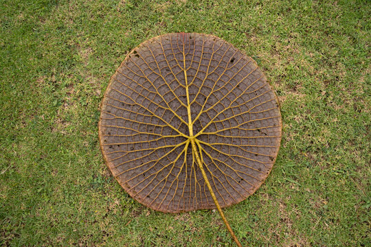 Giant amazon water lily leaf underside. Top view of Victoria cruziana, also known as Irupe, leaf underside thorny petiole and veins. Natural texture and pattern. 