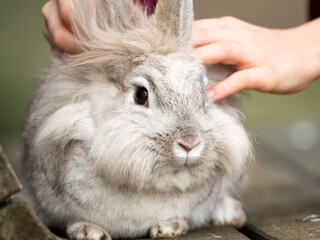 Hand of a child caressing a white rabbit