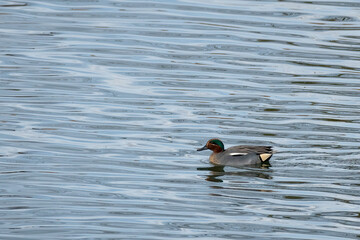 A Eurasian Teal swimming on a sunny calm day in autumn