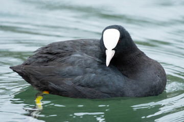 A Eurasian Coot swimming on a pond