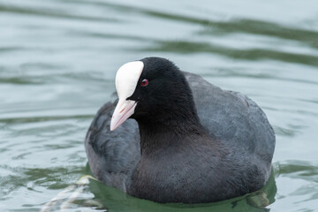 A Eurasian Coot swimming on a pond