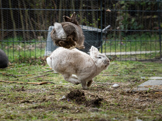 Two male dwarf rabbits fighting and jumping