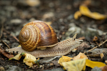 A Burgundy snail on the forest ground