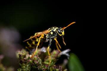 A European paper wasp sitting on a plant