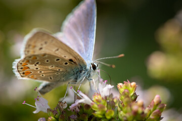 Fototapeta na wymiar A common blue butterfly sitting on a flower