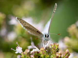 A common blue butterfly sitting on a flower