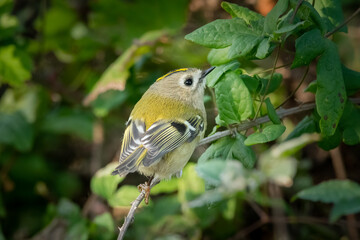 A Goldcrest sitting in a bush on a cloudy day in autumn