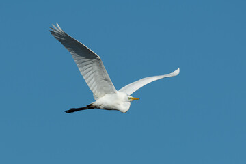 A Great Egret in flight, blue sky