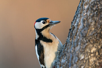 A male great spotted woodpecker sitting on a tree trunk