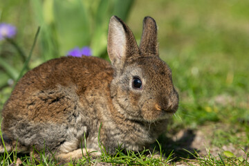 Naklejka na ściany i meble A very young rabbit sitting in the grass