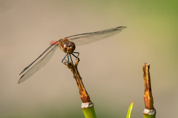 A common darter dragonfly resting on a plant