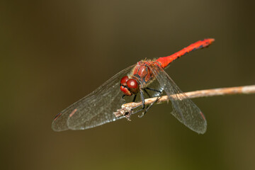 A ruddy darter dragonfly resting on a plant