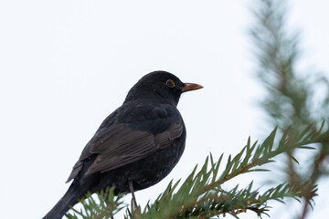 A male blackbird resting on a tree
