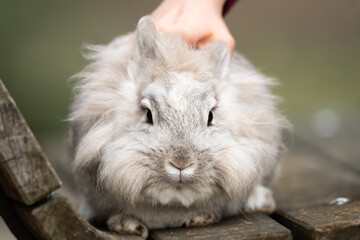 Hand of a child caressing a white rabbit