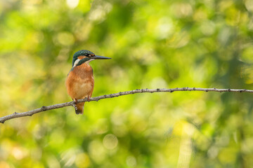 A common kingfisher sitting on a branch