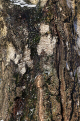 bark of a tree