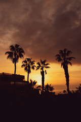 Obraz na płótnie Canvas Palm trees at sunset