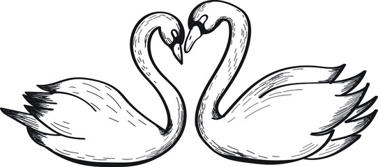 Couple of swangs, birds vector isolated illustration on bright background. Concept for logo, icon, print