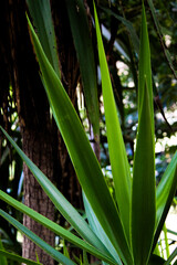 Fototapeta premium aloe vera plant