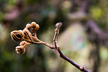 buds of a tree
