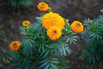 A tree has many yellow marigold flowers and its background blur