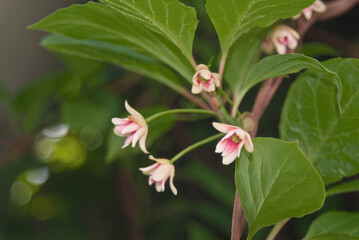 Fototapeta premium Schisandra Berries (Schisandra chinensis) in garden