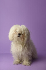 Dog before grooming. White maltese dog before his hair. Pet salon. Dog's hygiene care. Dog on purple background. Copy space - 481421079
