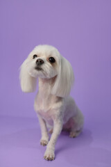 Dog grooming theme. White maltese dog before and after groom his hair. Pet salon. Dog's hygiene care. Dog on purple background. Copy space