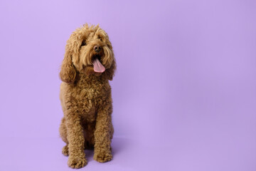Cute Labradoodle dog before grooming. Pet salon. Dog's hygiene care. Dog on purple background. Copy space