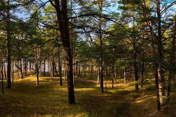 Naklejka premium pine forest by the sea at sunset