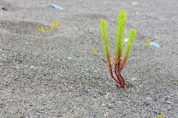 the green plant grows through the sand, adaptation and survival