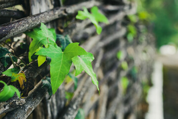 in the foreground are bindweed leaves on a wicker fence growing through twigs