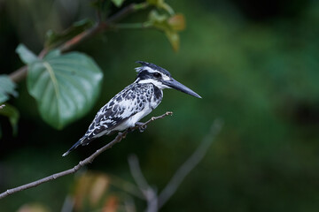 Pied kingfisher (Ceryle rudis)