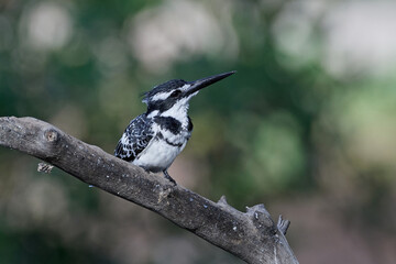 Pied kingfisher (Ceryle rudis)