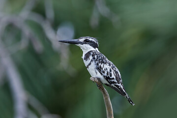 Pied kingfisher (Ceryle rudis)
