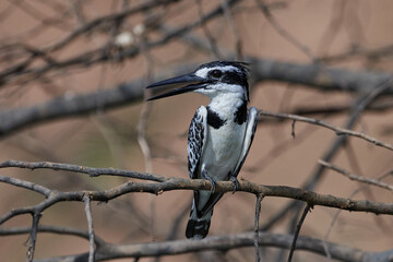 Pied kingfisher (Ceryle rudis)