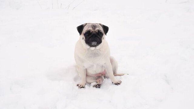 Cute funny pug dog looking very surprised in snowy weather. Little pug puppy walks outdoors on a winter day. Happy dog outdoor in snow. An alone dog sitting in the deep snow.	
