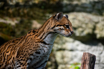 Leopardus tigrinus, tigrillo en su hábitat natural en un día soleado © Jonathan