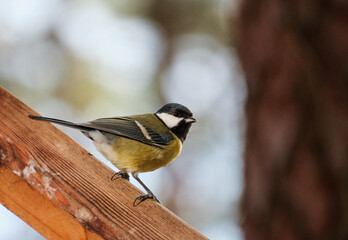 great tit sitting on a wooden fence