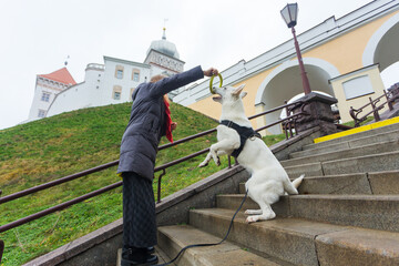 A woman is training her cute dog White Swiss Shepherd
