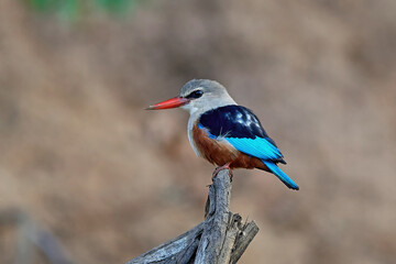 Grey-headed kingfisher (Halcyon leucocephala)