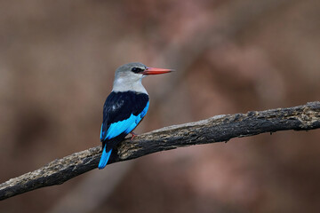 Grey-headed kingfisher (Halcyon leucocephala)
