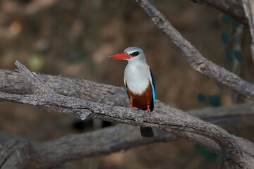 Grey-headed kingfisher (Halcyon leucocephala)