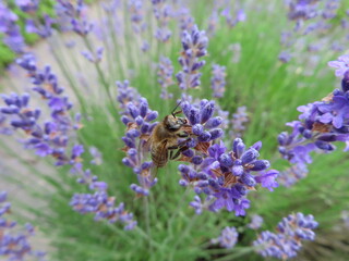 lavender and bee