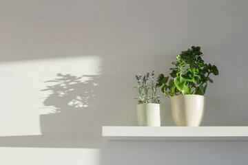 houseplants on white wooden shelf in sunlight