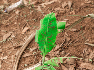 banana leaf in the growth stage